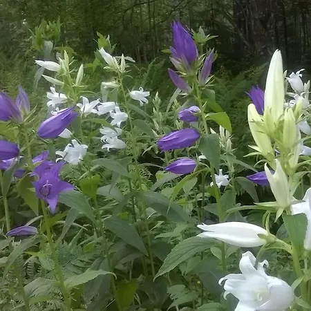 Chalet / Moekki, Unique Summer