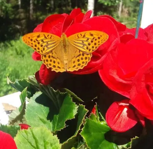 / Moekki, Unique Summer Chalet Vihti